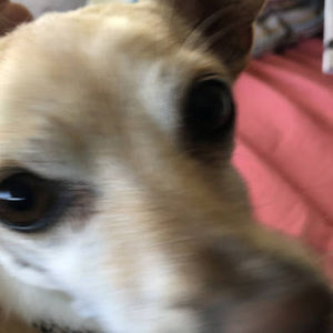 Meet your Posher, Chuck